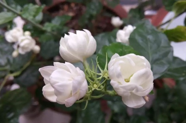 茉莉花花谢后怎么养护以下3个方面要做好,来年开花更大更美观