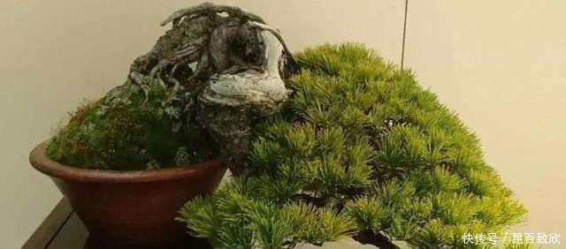技巧|五针松盆景的6点养护技巧解析，知道了，养护五针松再也不发愁