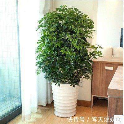 别乱养花,要养就养它,“镇宅辟邪”旺财、养人,有钱人都在养