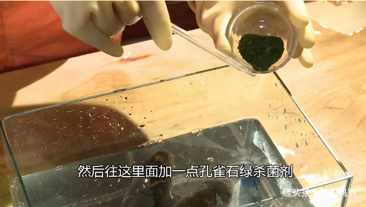 鳞片|仅需一勺“粉”死鱼变活鱼这些打药的鱼,无数父母还疯抢给娃吃