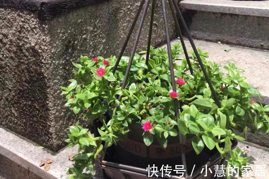 秋天养花选“三七”正合适,新人盆栽,给点水根茎叶长疯了