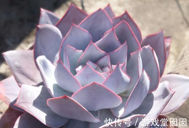 人间清暑殿,天上广寒宫——既仙又飒的广寒宫乃必养的多肉之一