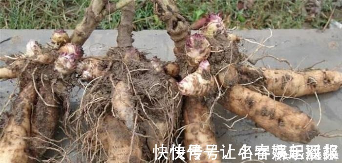 黑参$它是风火牙痛“特效药”,功效强价值高,山上不常见,遇见请重视