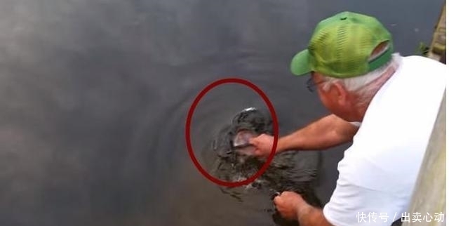 大鱼|一男子拿着小鱼跪在水边,把小鱼放在水上,结果换来了条大鱼