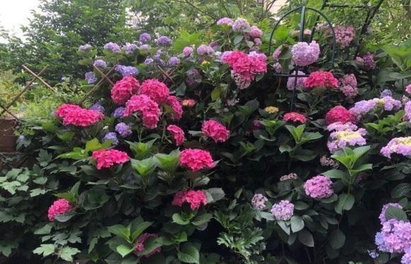 露台养几盆绣球花,群开的样子很美,这样的花园,谁见谁喜欢