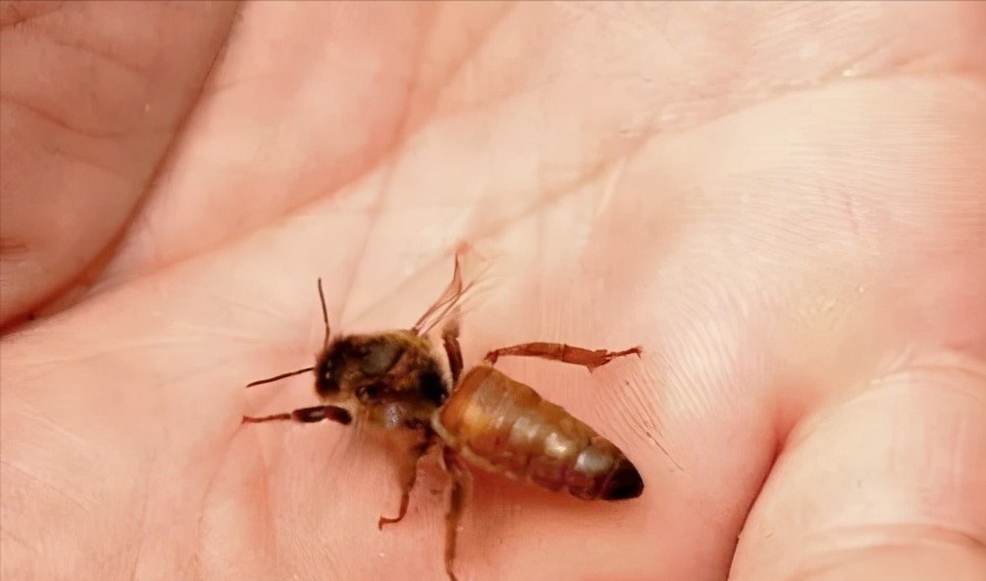 牙签|这几种“危险玩具”孩子经常玩,看看你家里有没有