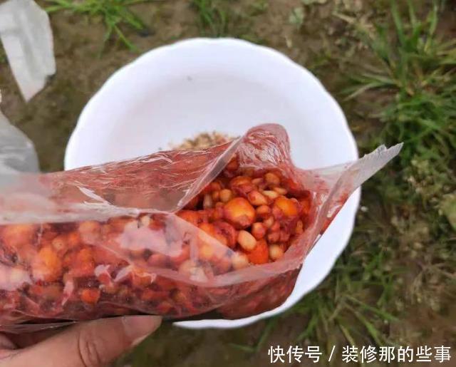玉米|螺鲤加上918，夏季钓鲤鱼就这样开饵，可别再求配方了