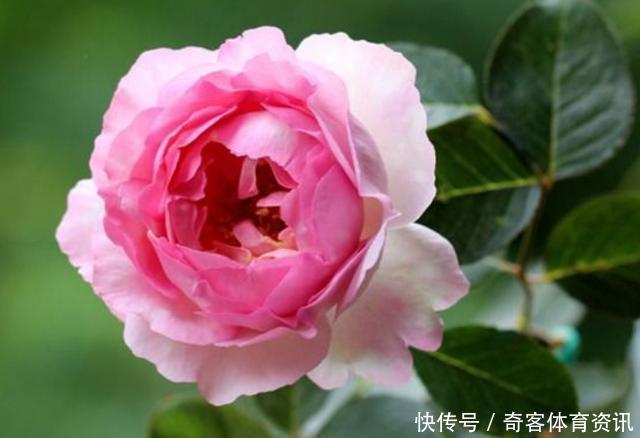 贵族|花朵超大的3种花,是月季中的贵族,花香浓郁,养出高级感!