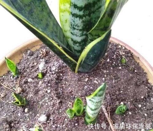 春天养虎皮兰,谨记3个小窍门,叶子宽又亮,小芽一个接一个