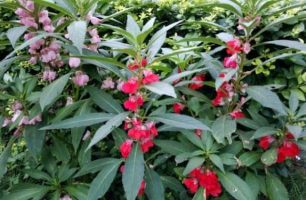 野花|十个人九个腰疼,此野花泡水喝,通经活络,腰不疼了,好处多多