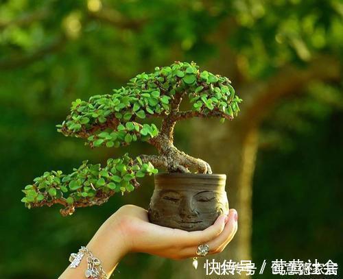 盆景|养金枝玉叶,了解掌握几个要点,枝干粗壮,长成老桩盆景!