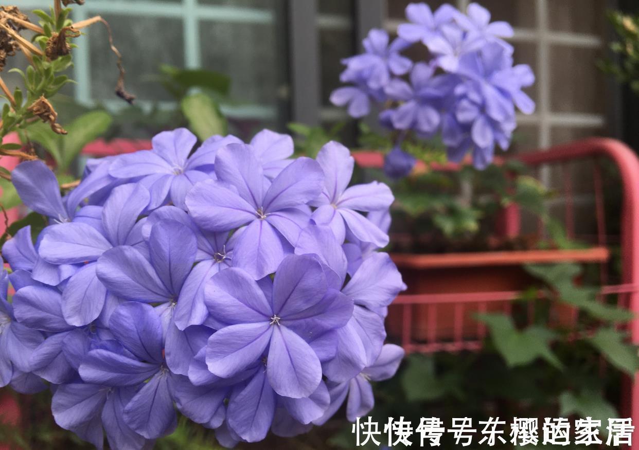 种花|越晒越旺的三种花,阳台上养一盆,一整个夏天开花很热闹