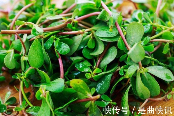 苋菜|夏天宁愿不吃山珍海味还要吃的4种野菜,不仅养人,还有许多好处