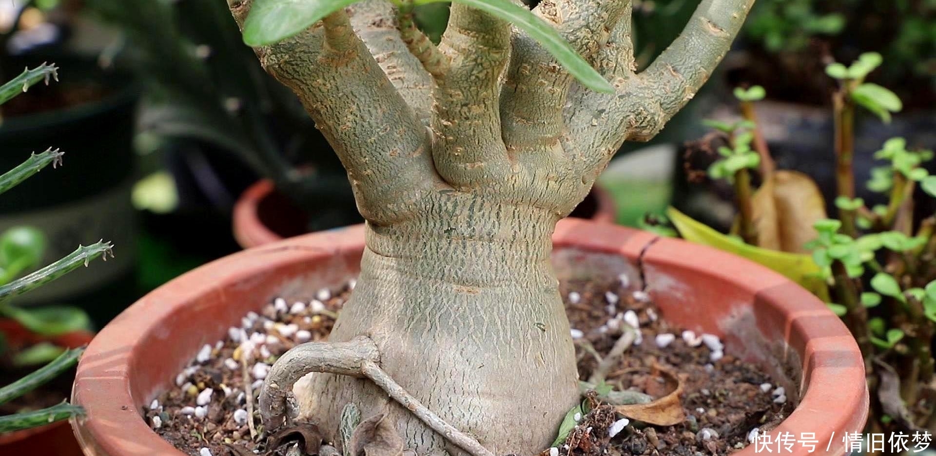 沙漠玫瑰|养沙漠玫瑰,有3个技巧,长成盆景,一盆能开100朵花