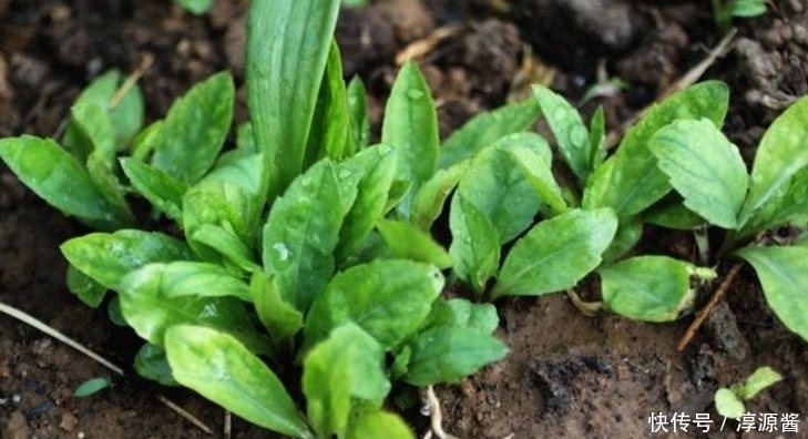 农村|农村的这种随处可见的野菜,以前只知道吃,没想到有这么多好处!