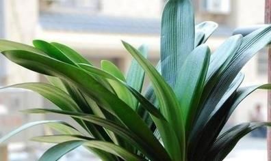 烂根|君子兰夏季浇水，掐准“时间段”，插个大竹签，从来烂根