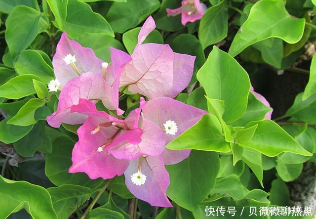 盘点三角梅十大常见品种,哪一种最名贵