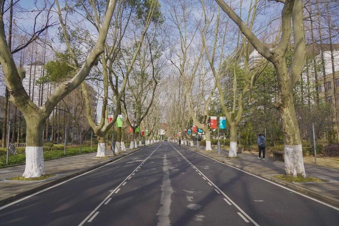 古城|春到同济!太(you)爱(fu)了(li)!