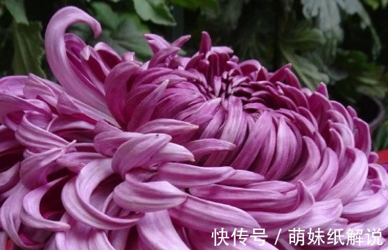 新手养花就养一盆“国华青杯”，雍容华贵，美艳端庄，适合盆栽养