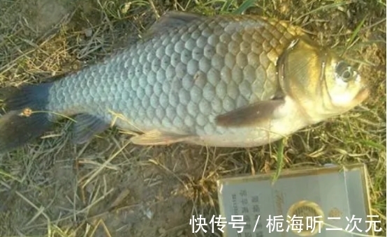 秋季降温鱼难钓?选好饵料和技巧,大板鲫也能连杆,想不爆护都难