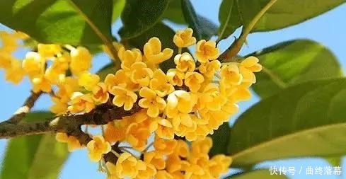 桂花,就是最美秋日诗词!