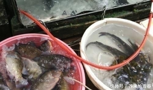 去菜市场买鱼时，看到这3种鱼可以多买点，没法养殖只有野生的