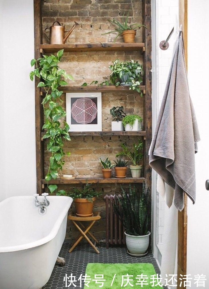 媳妇儿,你把卫生间都种成了花园,人家都不好意思在里面蹲坑了!