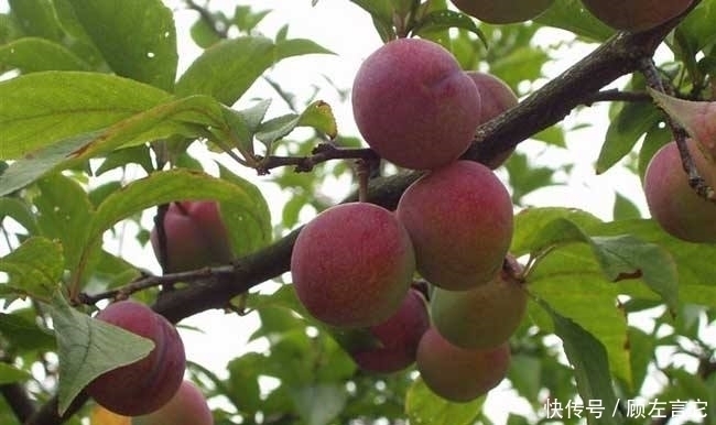 维生素b2|肝不好的人,多吃此“果”,帮助肝脏排毒,肝脏干净了,皮肤细腻