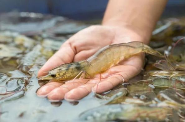 煮虾时，冷水煮还是开水煮？搞清楚3个要点，虾肉鲜嫩Q弹，没腥味