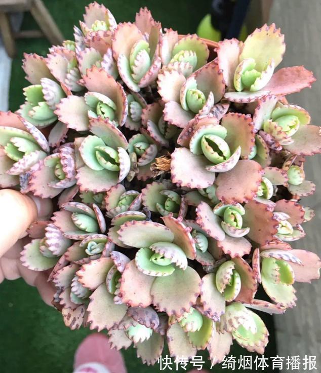 十月过半,养花照顾到这4方面,株苗休眠期照样轻松过秋冬