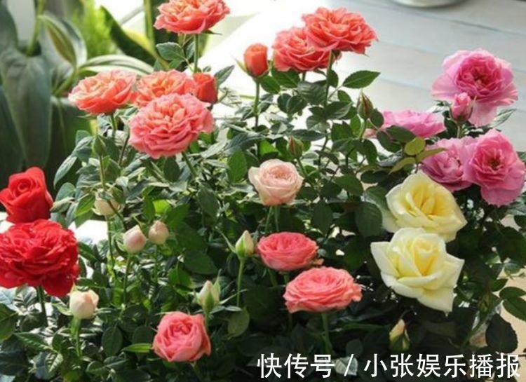 丽格海棠丽格海棠|4种花漂亮又好养,一年四季开花不断,你最喜欢哪一种