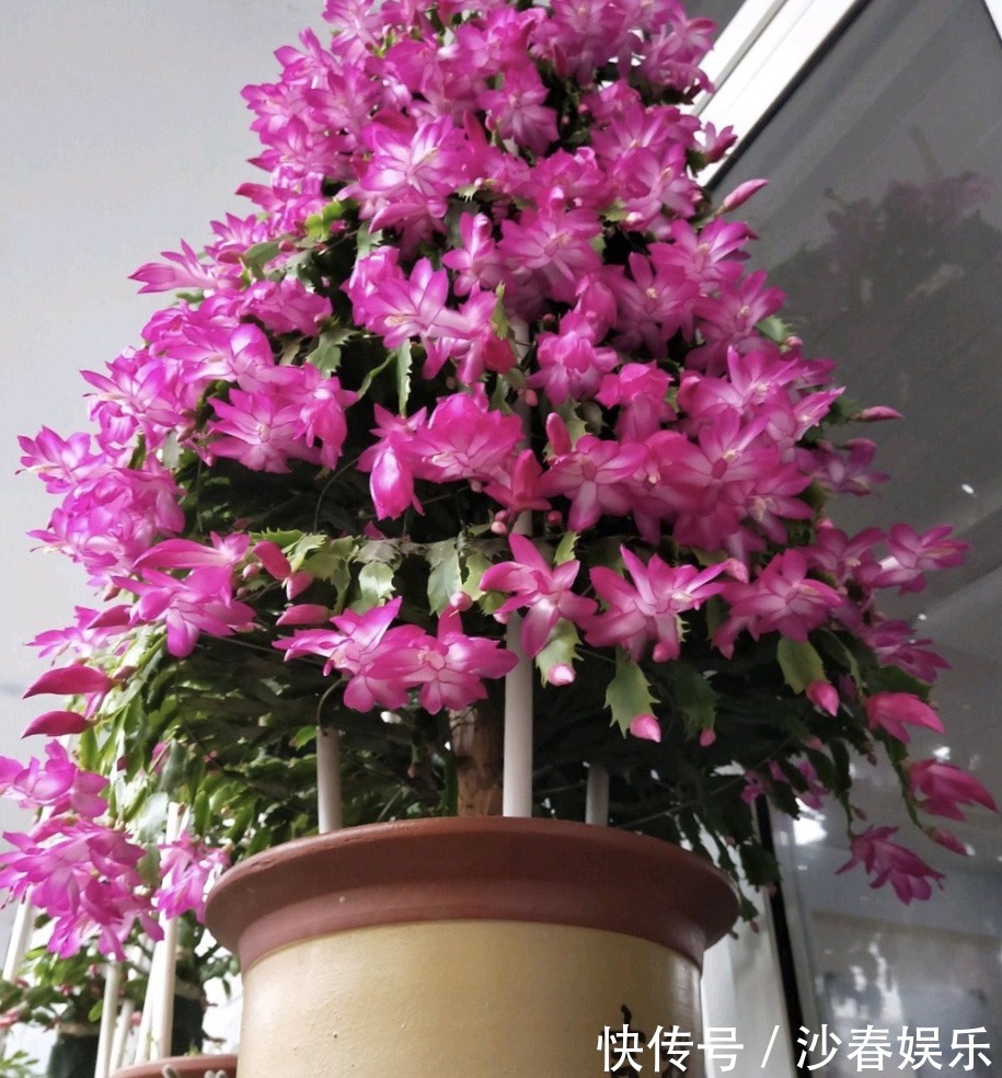 头顶端|蟹爪兰花期结束,养护注意“3点”,疯狂长叶子,入冬花苞翻2倍