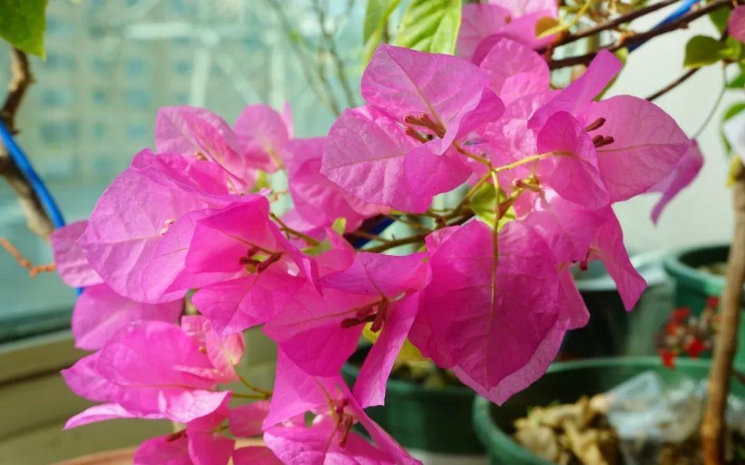 让三角梅全枝爆花的几个“要领”,满树新枝,出芽多,枝枝有花