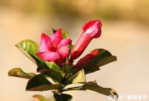 玫瑰花|阳台要想变漂亮,此花养2盆,一到花期,颜值不输玫瑰,养了就爱!