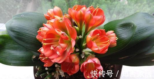 君子兰开花有诀窍,牢记多晒太阳,少浇水勤施肥,注意温差这几样