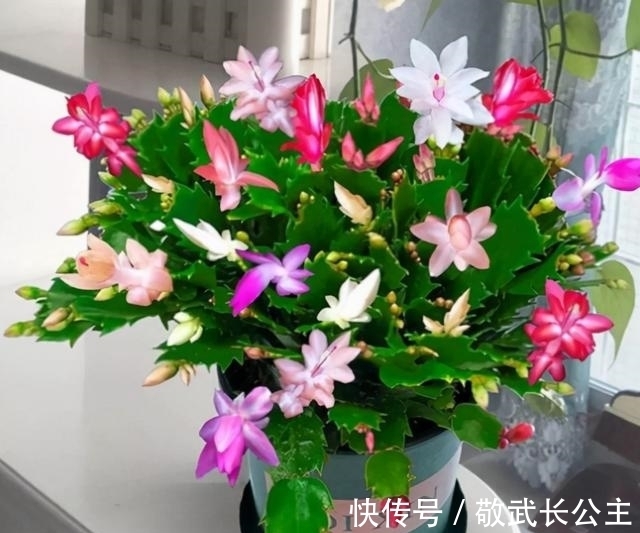 嫁接|如果你是新手养蟹爪兰,尽量不要一棵嫁接多色,因为很难一起开花