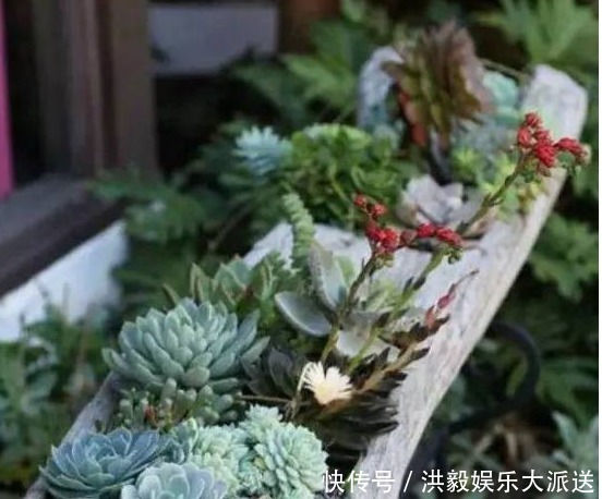 多肉植物|爷爷种花不用盆,山上捡几个老树根,种上花草多肉,简直太美啦