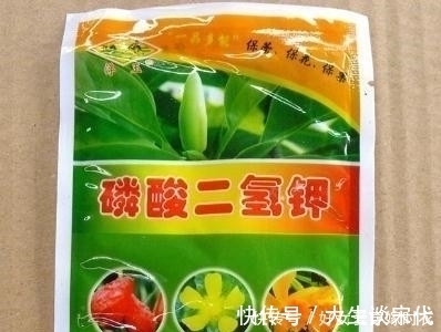 花芽|张大爷养花,喷1种水催花,3周冒100个花芽,阳台变花海