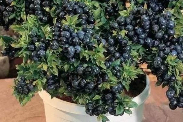 过氧化脂质|这四种果树放阳台养,一盆能挂满果,居然节约不少买水果的钱