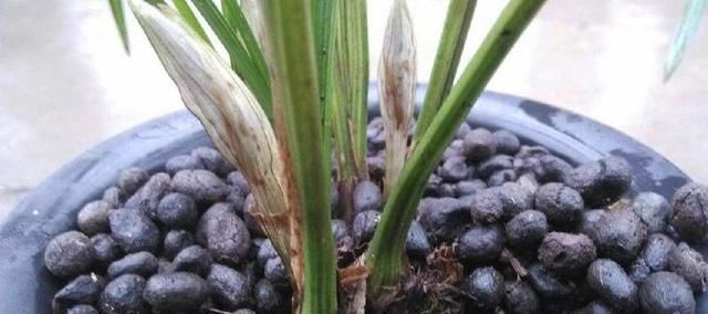 羊粪|这3种东西“人见人嫌”,邻居却捡来养花,盆里埋1点