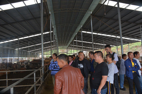 江古镇肉牛养殖技术培训促进产业发展