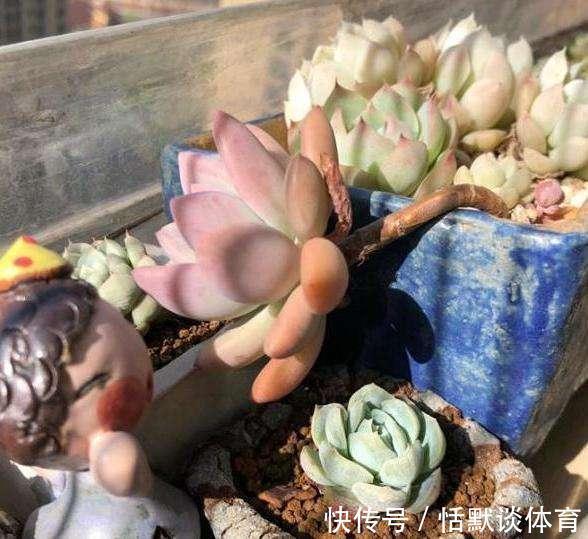 立秋后 6种花进入 危险期 当心 黑腐 找上门 粉紫色