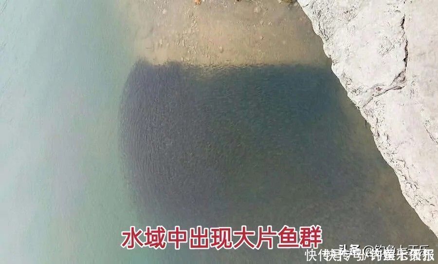 球状|鱼多了也烦恼!重庆出现“球状”罗非鱼群,钓友担心其破坏生态
