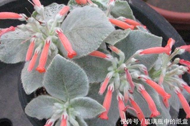 娇艳|断崖女王,多肉里的“三项全能选手”,做好3点,花开又多又娇艳