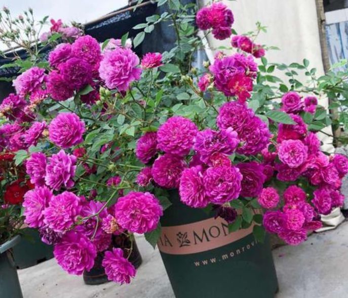 几种花是花中劳模,一年四季开花不断,花色鲜艳,适合种在庭院