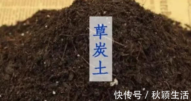 营养物质|手把手教你“君子兰”换盆,做好关键几点,年年开花不断,长得旺