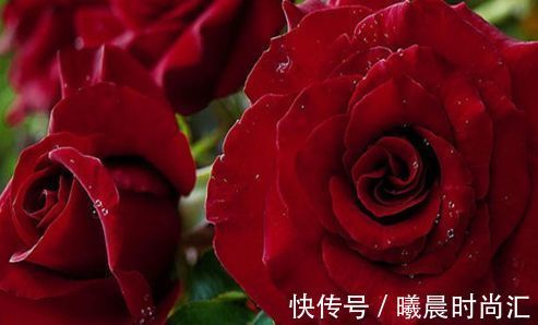 喜欢养花,首选“精品牡丹”荷包牡丹,似少女荷包,寓意极美