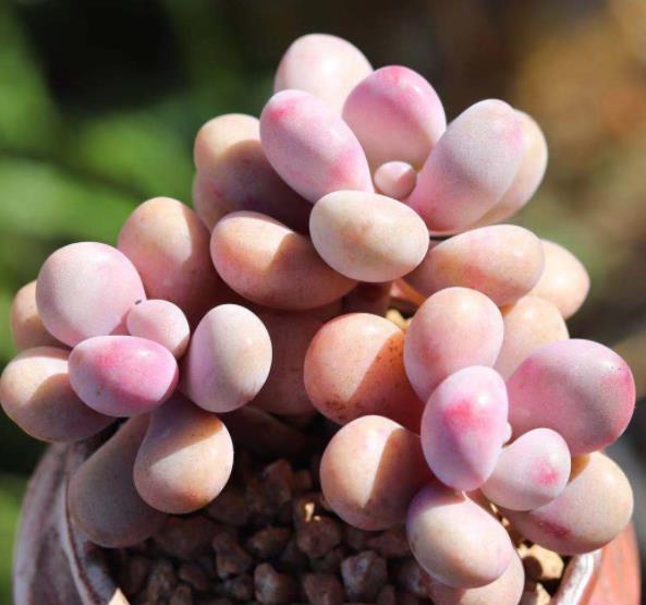 4种漂亮的普货多肉,容易爆崽成老桩,冬天冻一冻,韵味十足