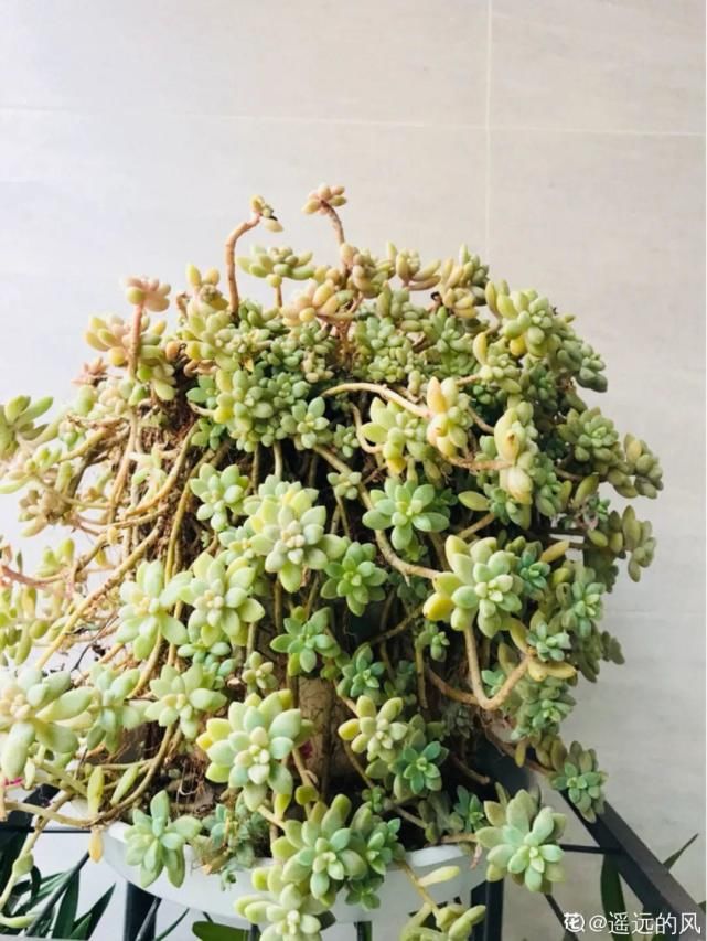 一入肉坑深似海，越养越上瘾