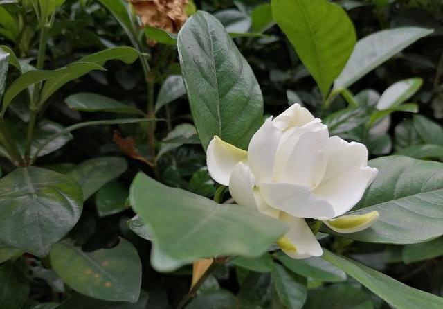 一木|栀子花怎么养？园艺师告诉你，这可能是关于栀子花，最全面的攻略